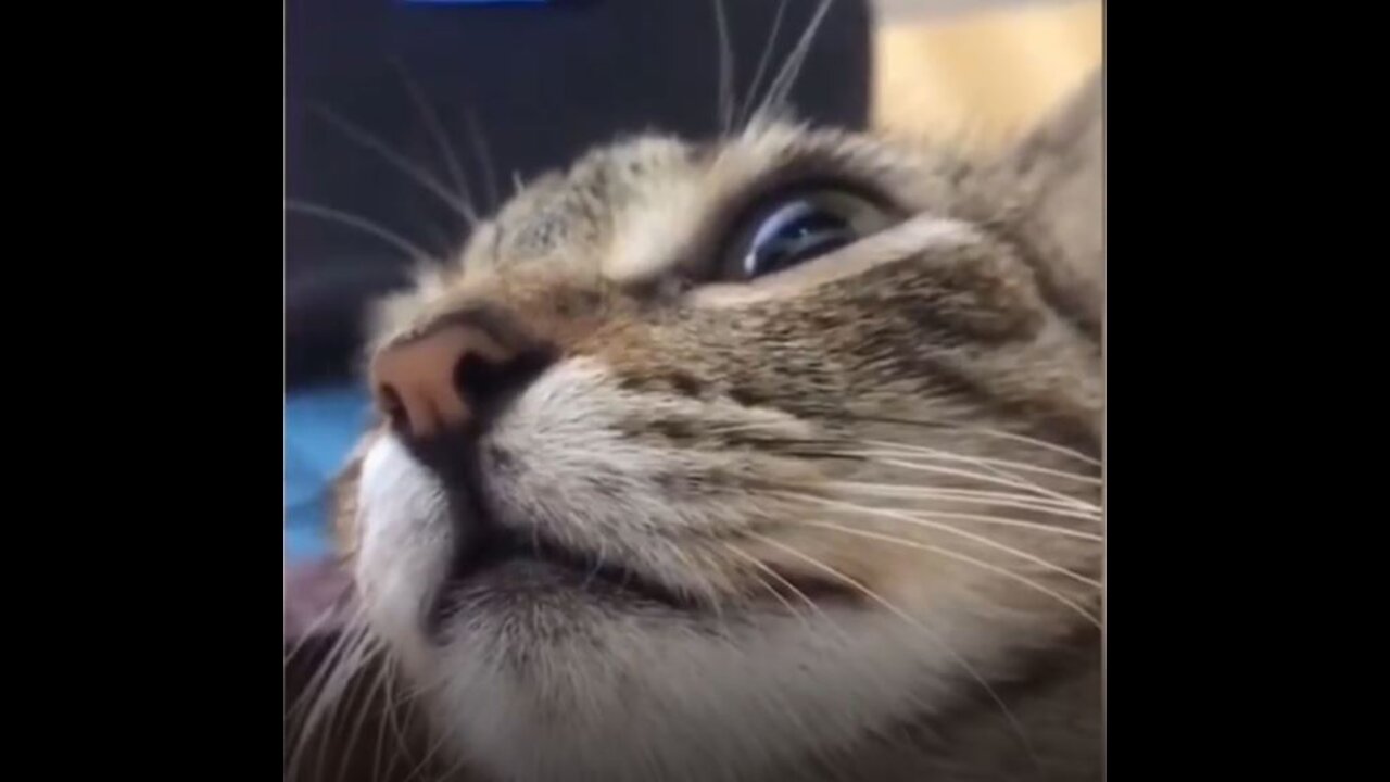 Cat Can Understand Whatever People