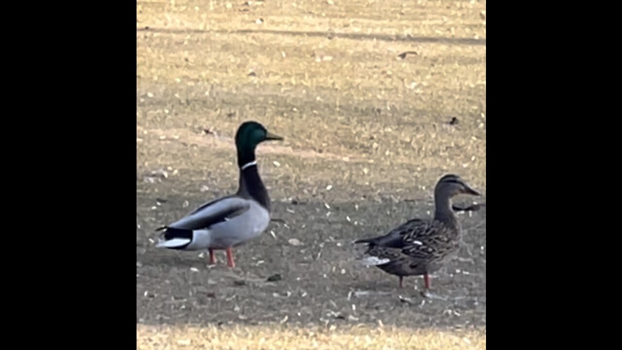 A female duck is completely different from its male