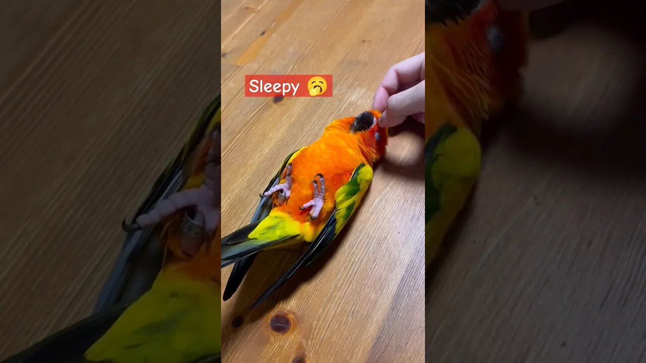 Sleepy sun conure parrot 🥱🥱 #shorts #sunconure #trendingshorts