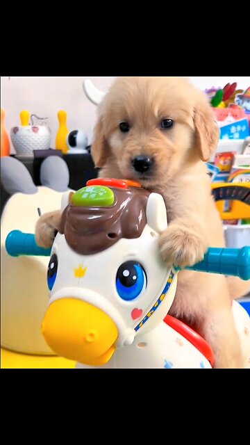 golden dog,cute dog enjoying to swing,