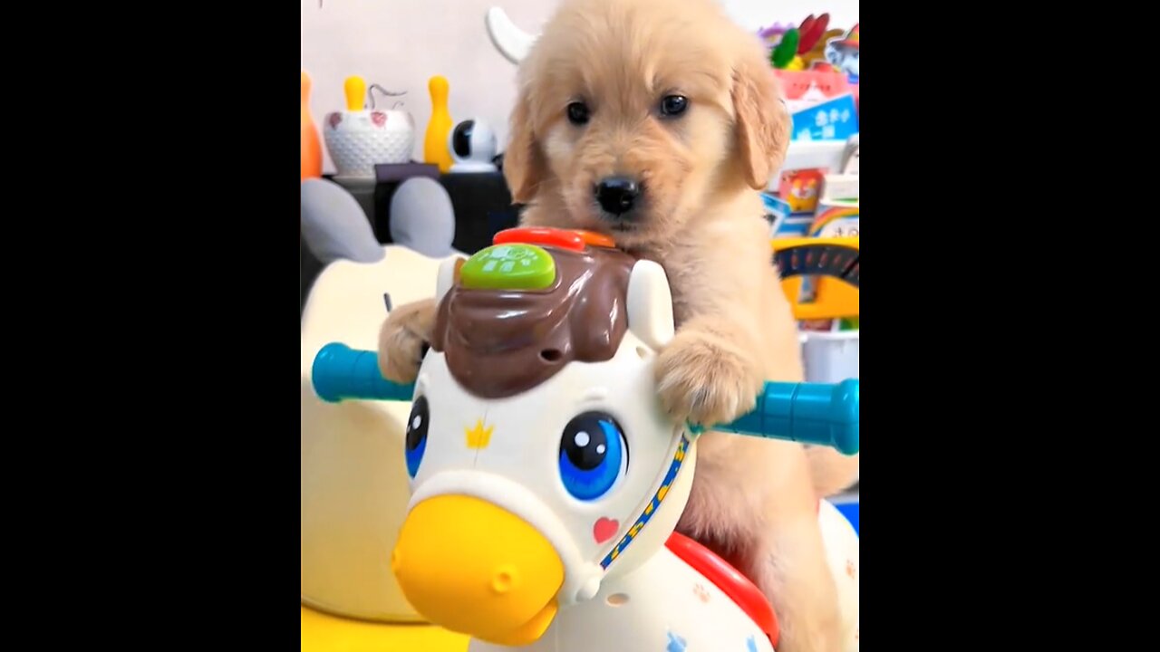 golden dog,cute dog enjoying to swing,