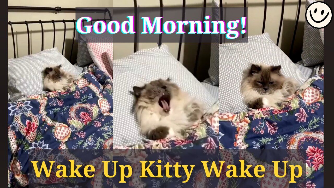 How my adorable kitty trying to wake up in the morning 🥰 but ...