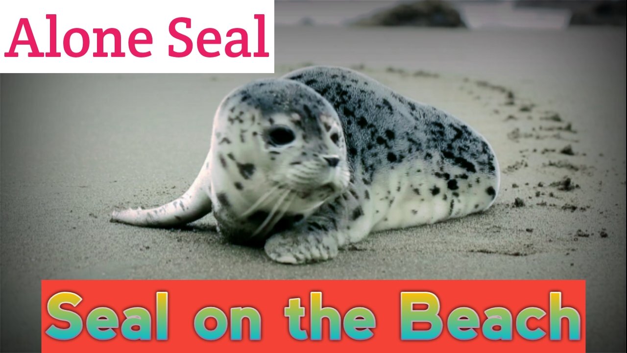 Seal on the Beach