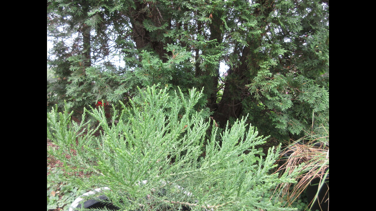 Feeling Refreshed Giant Sequoia Redwood Tree May 2022