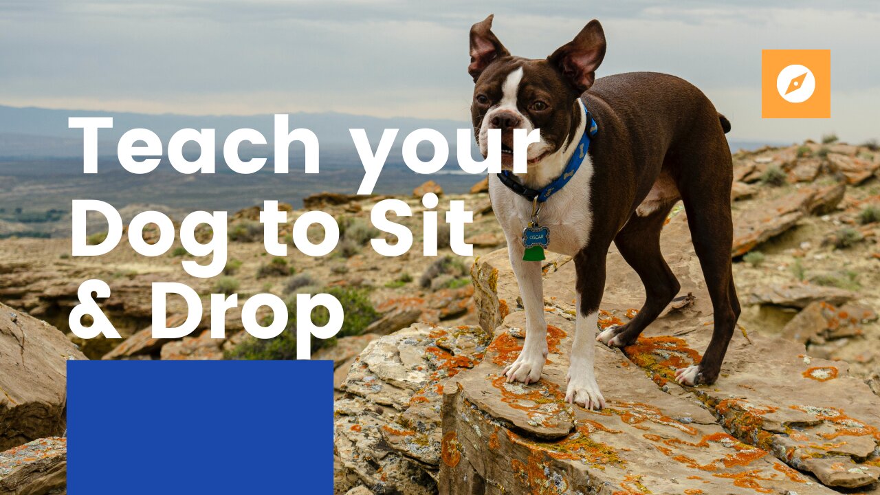 Teach Your Dog to SIT & DROP