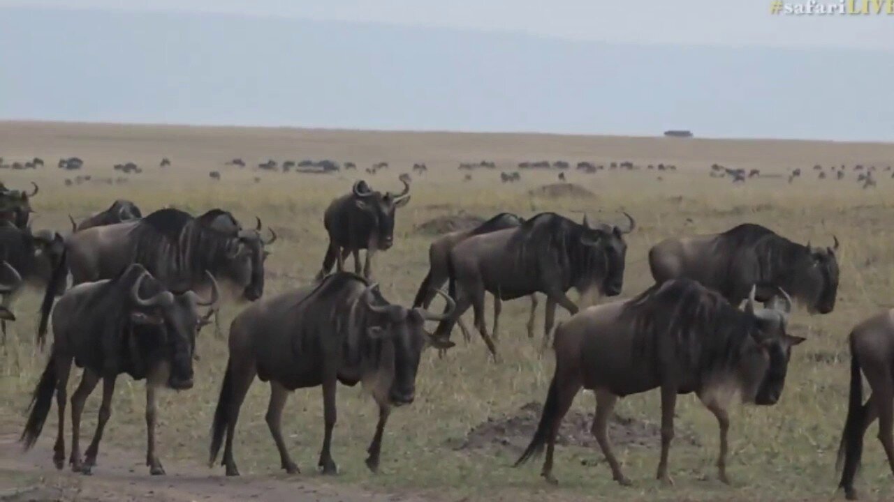 July 26 2017- Sunrise- Hundreds of Wildebeest are on the move with Scott