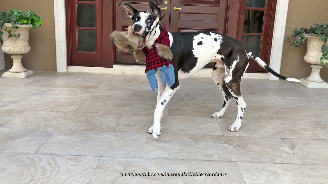Great Dane Would Rather Play With Werewolf Wig Costume Than Wear It