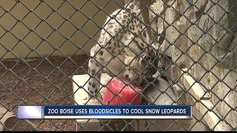 Zoo Boise snow leopards eat "Blood-sicles" to keep cool