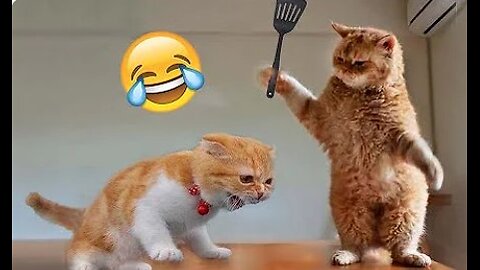 Best Funny Animal Videos of the year, funniest animals ever. relax with cute animals video