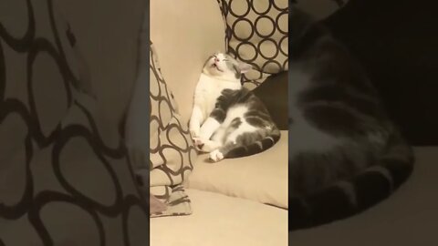 Ran out of battery while playing...🐈🐾💤😅 #shorts #shortsfeed #clips #shortvideo