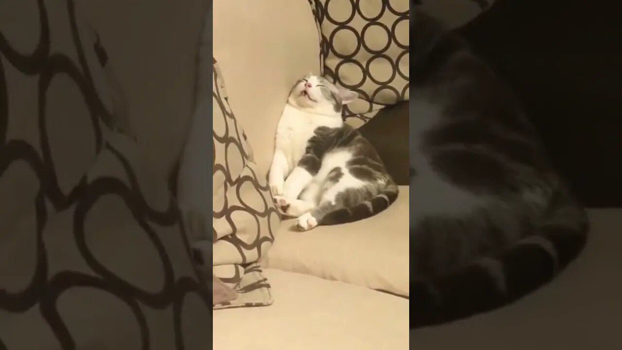 Ran out of battery while playing...🐈🐾💤😅 #shorts #shortsfeed #clips #shortvideo