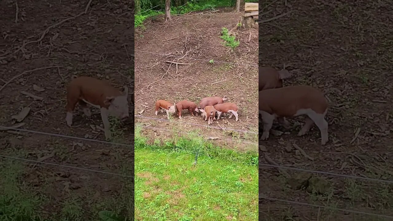 Pretty Little Piglets @UncleTimsFarm #kärnəvór #carnivore #shorts #hereford #freerangepigs