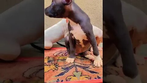 lovely cute puppies #shorts