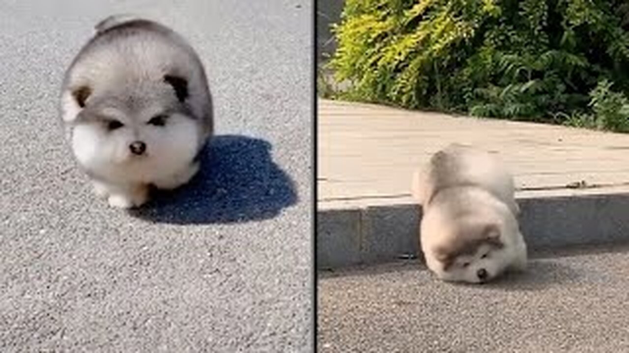 Baby Alaskan Malamute Cutest