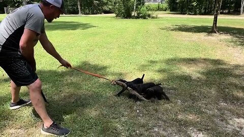 Cobalt x Onyx females at 8 wks