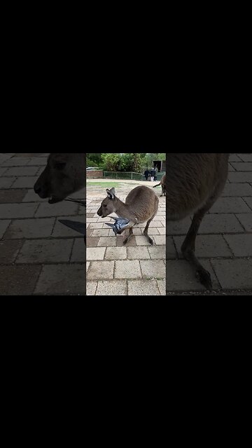 Carnivorous #kangaroo?