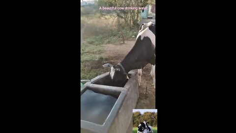 #Shorts,Jesey 🐄 cow 🐄 drinking water,#shorts, #jersey, #cow, #animallover,#animal