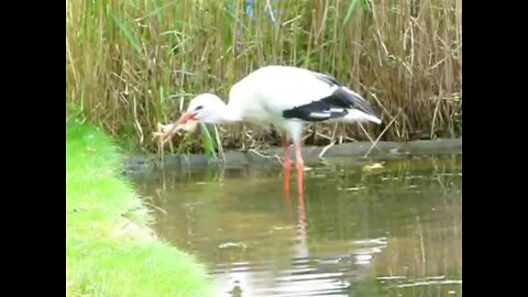 Storch beim Fressen