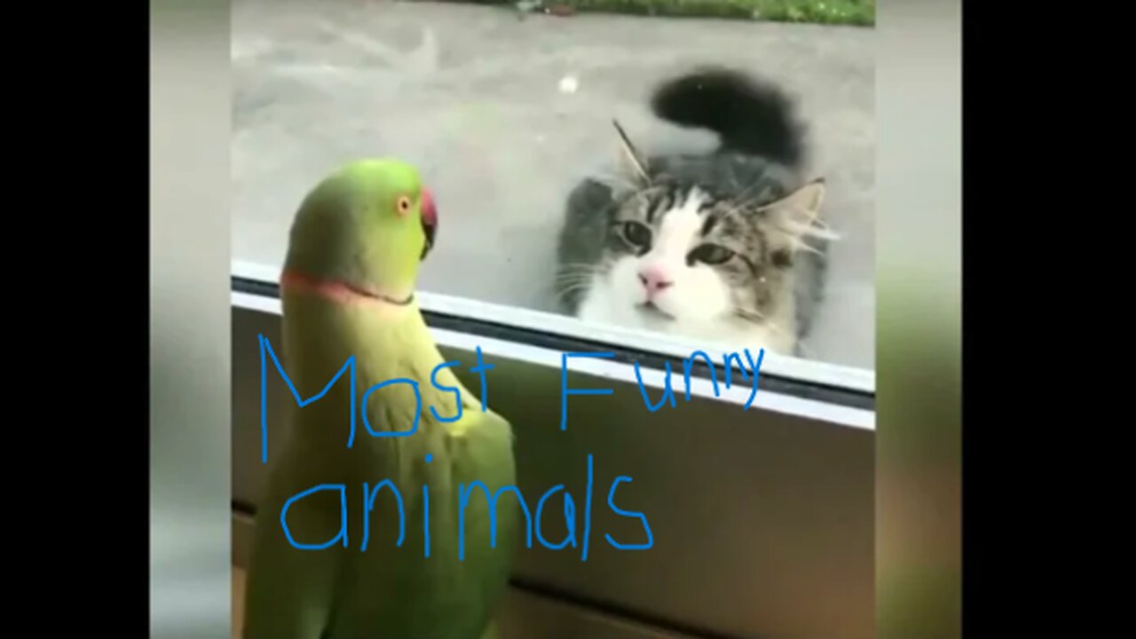 Try Not To Laugh Funny Animal Videos