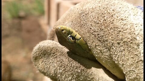 Catching a Garter Snake