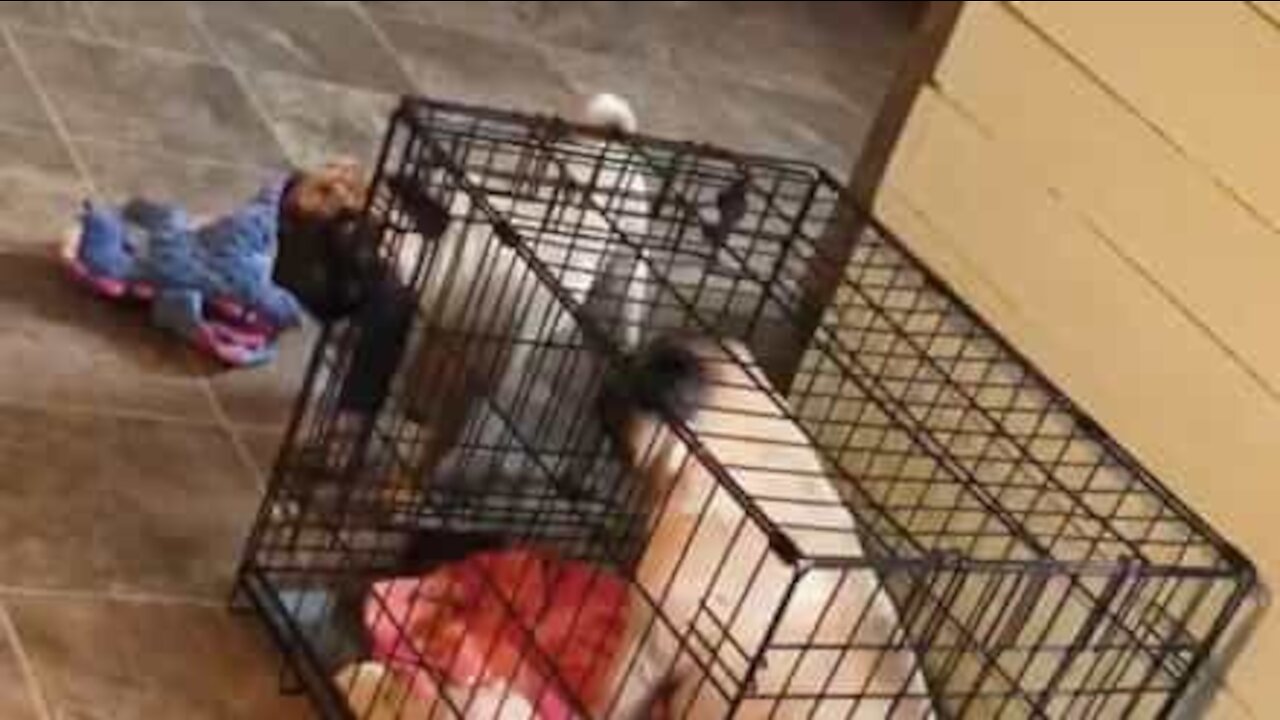 Unapologetic pug locks up sister in cage