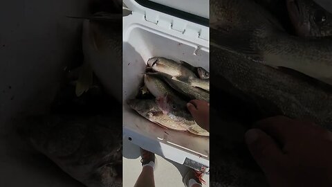 Behind again on uploads, yesterday's catch we took 26 of their 36! slower day for Lake Erie Walleye