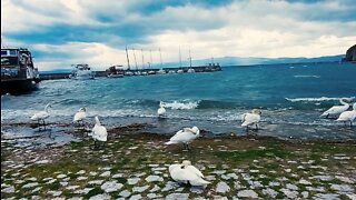 Swans waiting for the storm to pass by