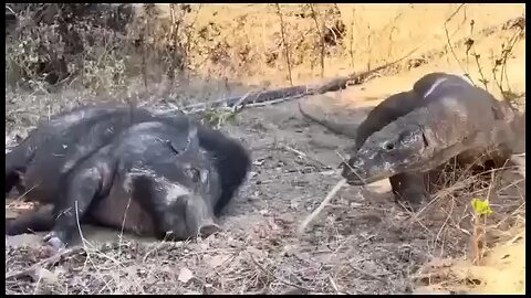 Monitor Lizard v/s Wild Boar
