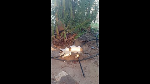 Cat playing with stones