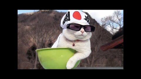 #Ninja_Cat #Funny_Ninja_Cat If your cat is Ninja !! Ninja Cat Memes & Funny Videos 2021