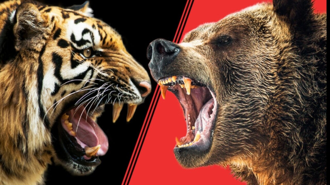 🚨Warning- Tigers & Bears on the move