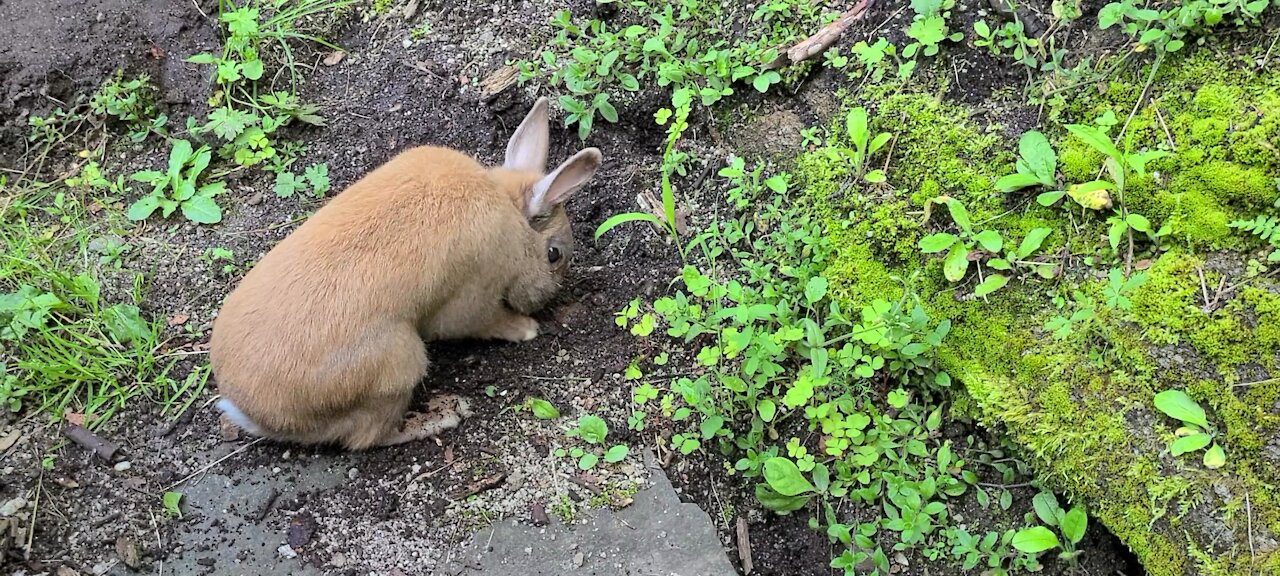 12 year old dwarf rabbit still likes to play