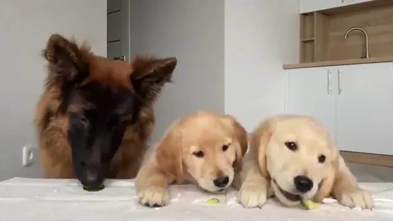 German Shepherd Reviews Food With Puppies