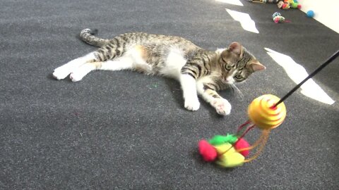 Small Cat Plays with Colorful Toy