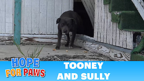 Hope For Paws: This pregnant Pit Bull was not alone under this abandoned school!!