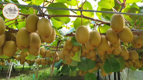 How To Process Kiwi Fruit Harvesting, Picking, And Packing In A Processing Factory