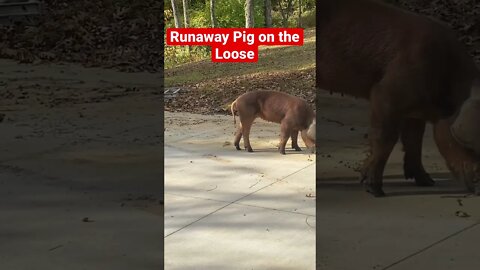 Runaway Pig on the Loose. The neighbors Red Duroc pig is roaming our property. #shorts, #pigs