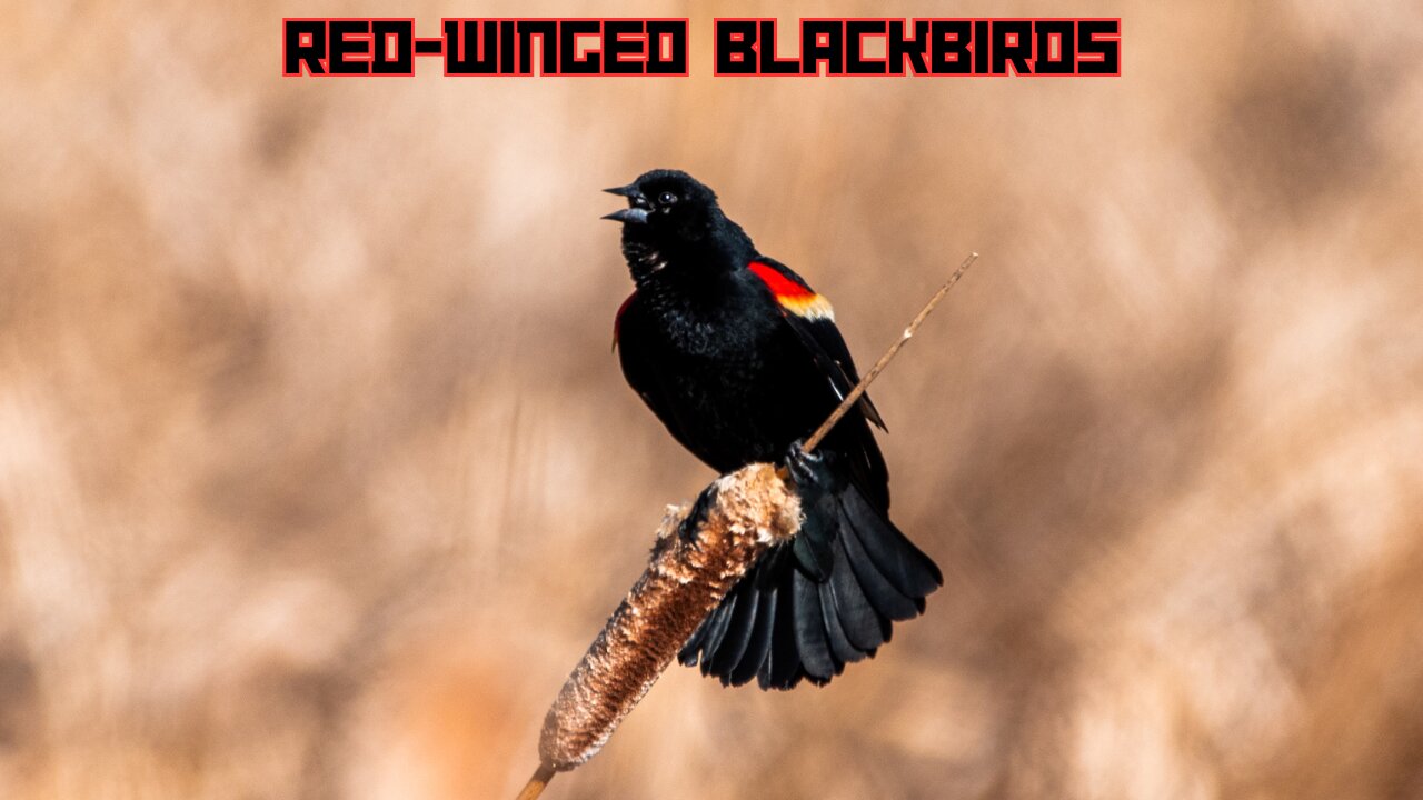 Red-Winged Blackbirds