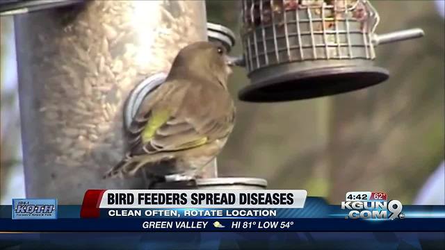 Dirty bird feeders can spread serious diseases