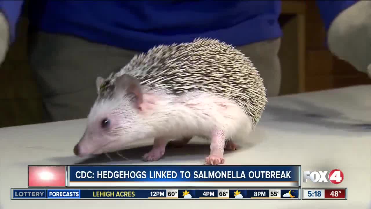 Hedgehogs linked to Salmonella outbreak