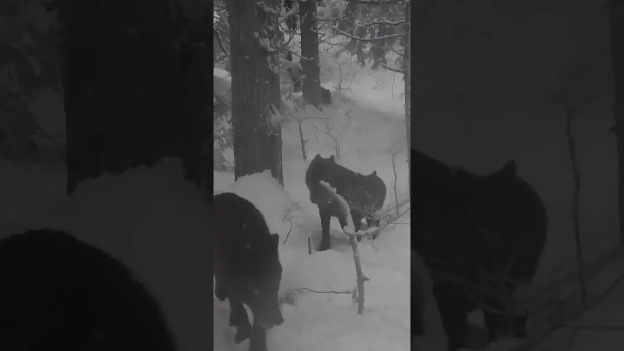 Wolf gang in the snowy forest