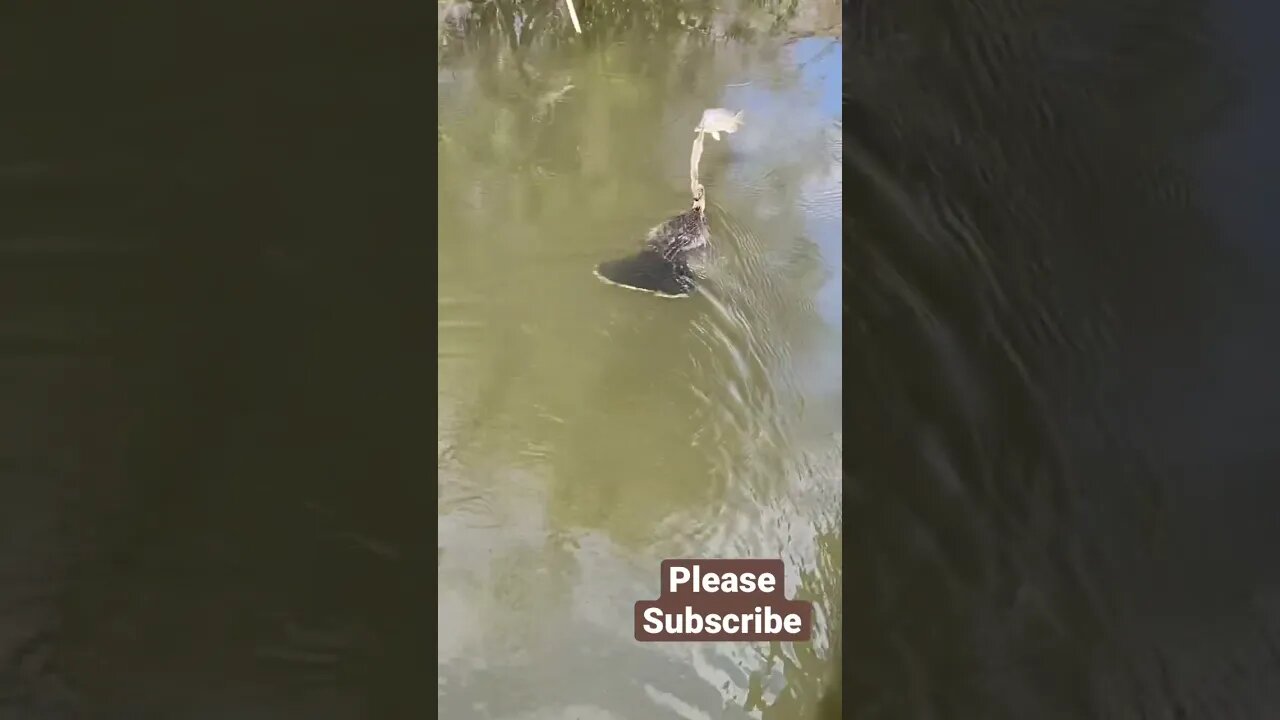 Anhinga with a fish #short #shorts at Gatorland Orlando Florida