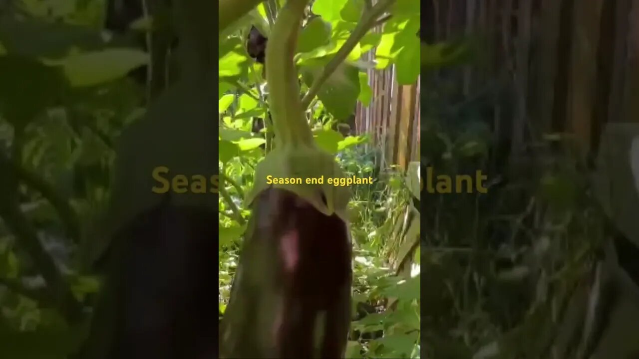 Season end eggplant