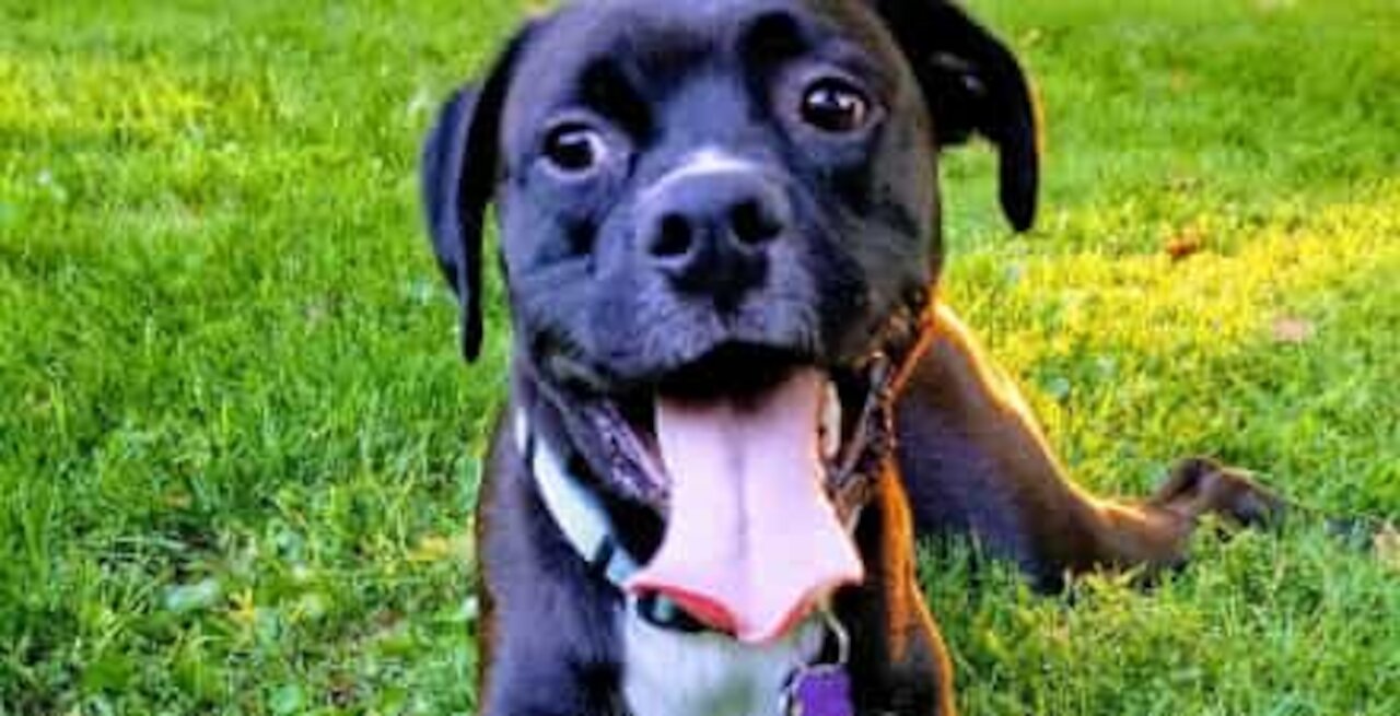 Ce chien protège sa famille de tout, même d'un logo sur un écran
