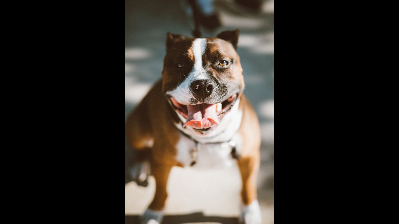 How to train a dog to become aggressive