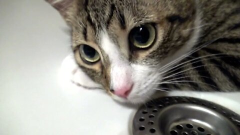 Heat Makes Kitten Hide in the Bath Tub