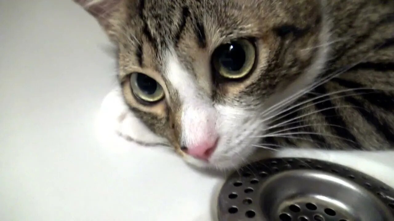 Heat Makes Kitten Hide in the Bath Tub