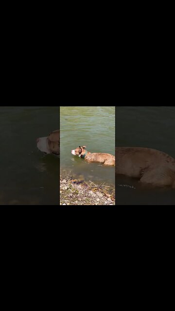 Puppy menace terrorizes lake. #puppy