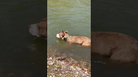 Puppy menace terrorizes lake. #puppy