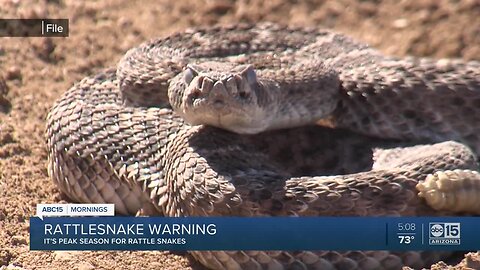 Game and Fish Dept warns of active snake season